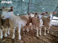 भेड़, Ile-de-France sheep — फ़ोटो 4