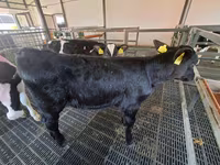 Корова, Russian Black pied cattle — фото 4