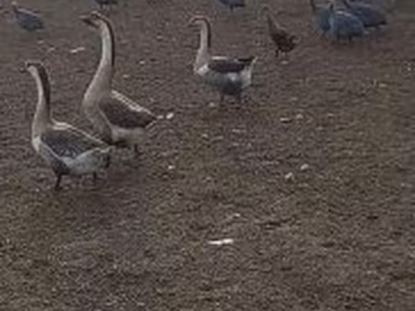 Geese