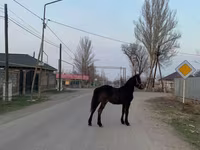 Pastuv, Friesian — fotografija 1
