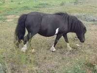 母马, Horses — 照片 3