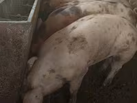 Säue, Schweine — Foto 6