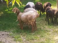 Qoyunlar (partiya, cinsi göstərilməyib), Arashan sheep — foto 4