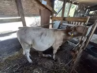 सांड, गोलस्टीन नस्ल — फ़ोटो 2