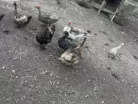Ducks — foto 2