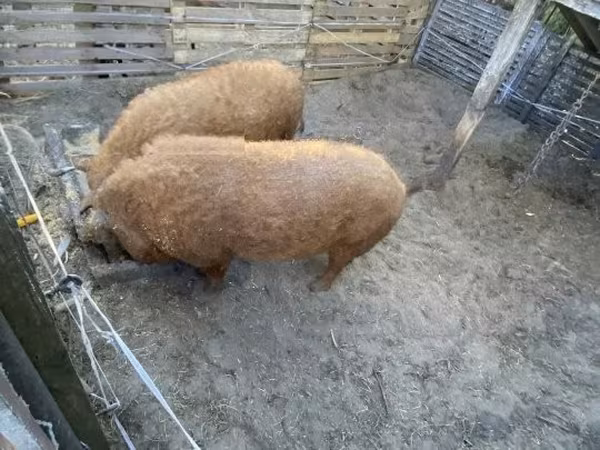 Knur,  — Węgry