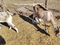 Echki, Boer goat — 2-rasm