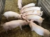 Schweine (Partie, Geschlecht nicht angegeben), Крупная белая — Foto 3