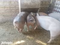 Eber, Schweine — Foto 5