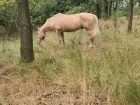 母马, Horses — 照片 2