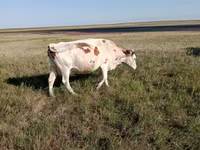 Krowa, Simmental cattle — zdjęcie 6