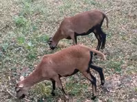 Schaf, Cameroon sheep — Foto 4