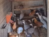 Guinea fowl — الصورة 1