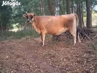 母牛, Cattle — 照片 1