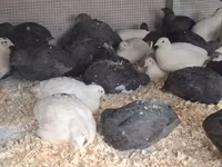 Quails — Foto 1