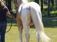 Pastuv, American paint horse — fotografija 3