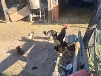Chickens — Foto 3
