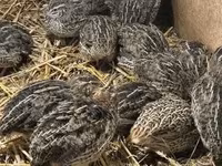 Quails — photo 3