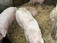 मादा सूअर, Крупная белая — फ़ोटो 1