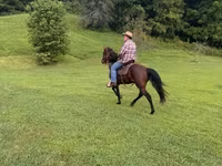 Pastuv, Rocky Mountain Horse — fotografija 6