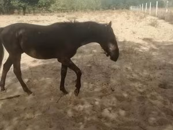 Кінь, Nonius horse — Угорщина