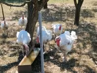 Turkeys — foto 2
