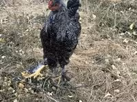 Chickens — الصورة 3