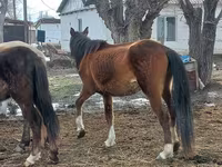 Kobyła, Kazakh horse — zdjęcie 3