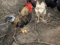Chickens — zdjęcie 5