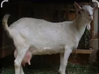 Jarac, Saanen goat — fotografija 5