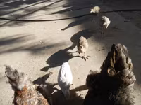 Guinea fowl — zdjęcie 5