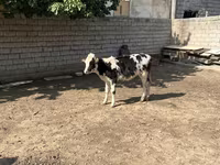牛（ロット、性別未指定）, Russian Black pied cattle — 写真 2
