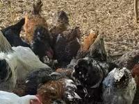 Chickens — Foto 1