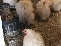 Chickens — zdjęcie 6
