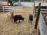 मेढ़ा, Racka sheep — फ़ोटो 2