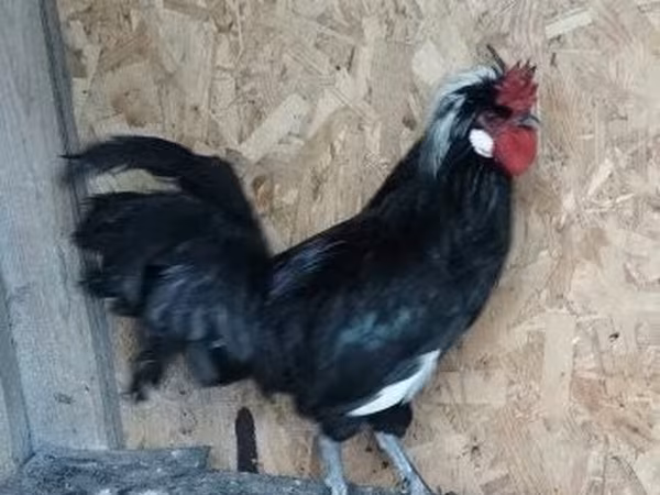 Chickens