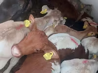 Bik, Simmental cattle — fotografija 3