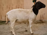 Ovan, Dorper sheep — fotografija 1