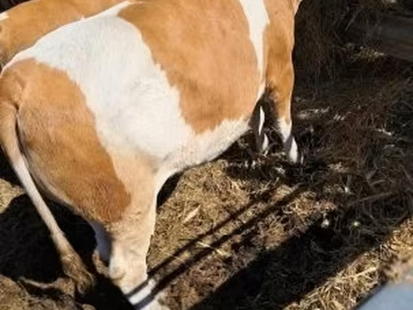 İnək, Simmental cattle — Macarıstan