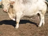 Bulle, Charolais cattle — Foto 3