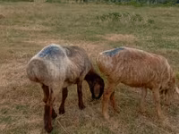 Ovca, Kazakh meat-wool sheep — fotografija 3