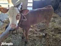 Vaca, Ganado vacuno — foto 2