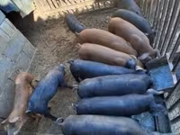 公猪, Pigs — 照片 5