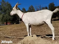 बकरी, Saanen goat — फ़ोटो 5