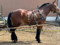 Cheval, Chevaux — photo 1