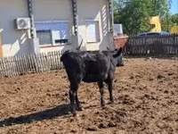 母牛, Cattle — 照片 4