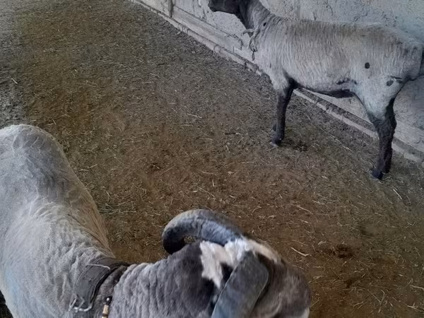 Schafe (Partie, Geschlecht nicht angegeben), Merino sheep