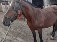Yegua, Caballos — foto 1