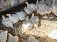 Chickens — Foto 2