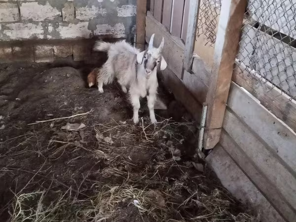 雄ヤギ, ヤギ